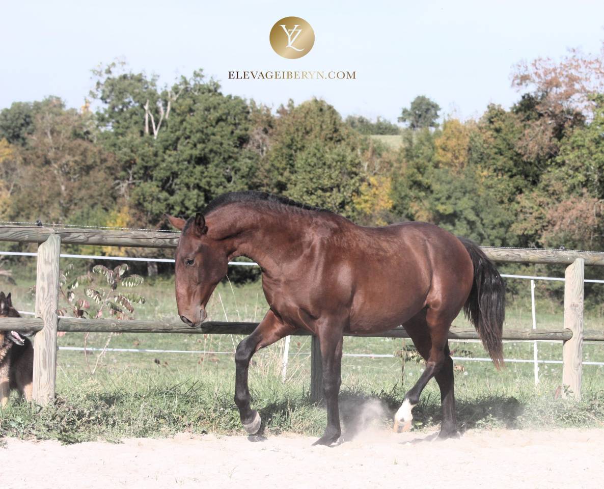 Entire Lusitano For sale 2024 Dark Bay