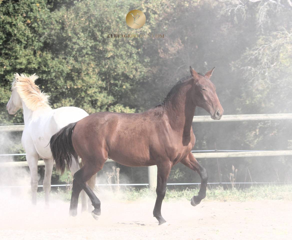 Entire Lusitano For sale 2024 Dark Bay