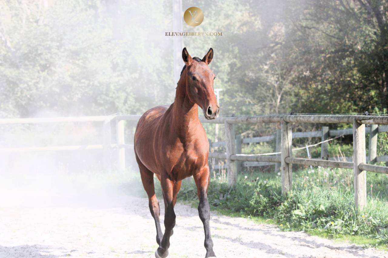 Entire Lusitano For sale 2024 Dark Bay