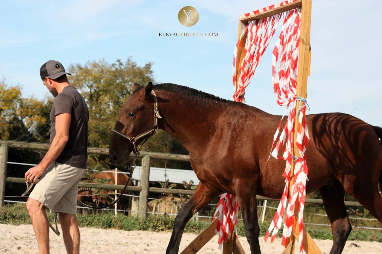 Entire Lusitano For sale 2024 Dark Bay