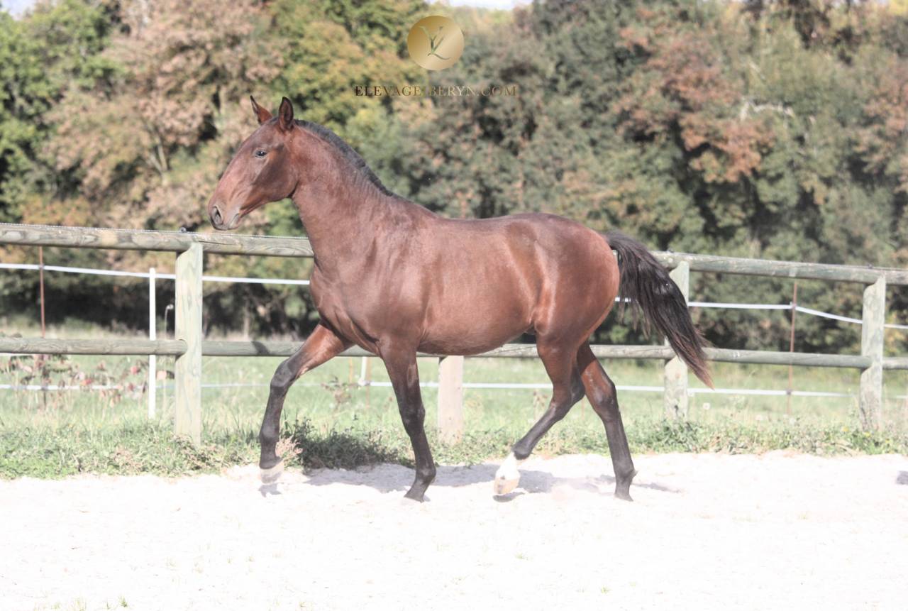 Entire Lusitano For sale 2024 Dark Bay