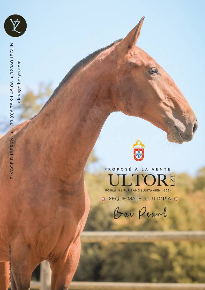Entire Lusitano For sale 2024 Dark Bay