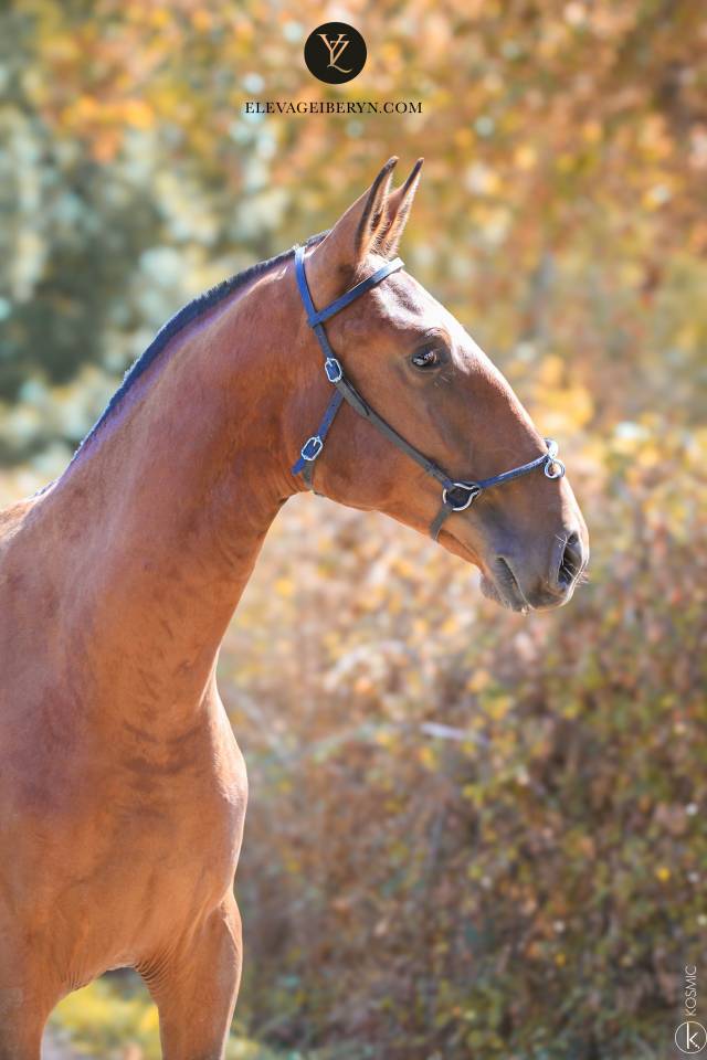 Entire Lusitano For sale 2024 Dark Bay