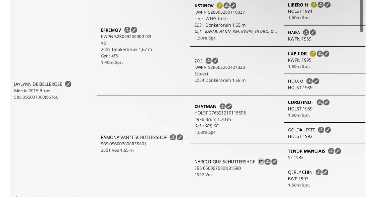 Mare AES Anglo European Studbook For sale 2015 Bay