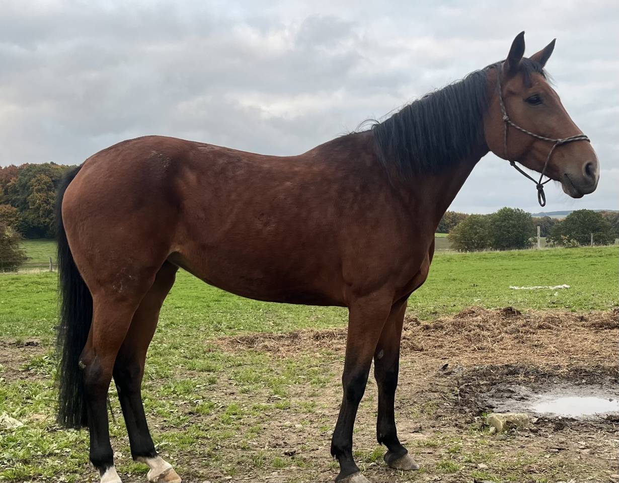 Mare AES Anglo European Studbook For sale 2015 Bay