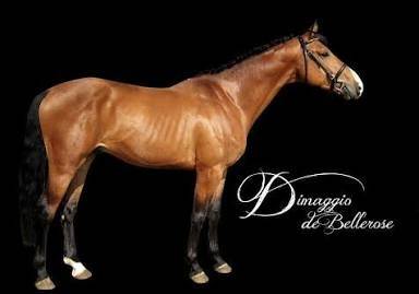Mare AES Anglo European Studbook For sale 2013 Bay