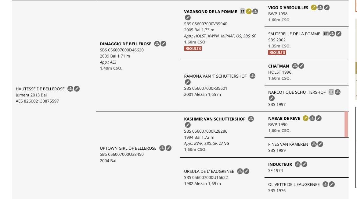 Mare AES Anglo European Studbook For sale 2013 Bay