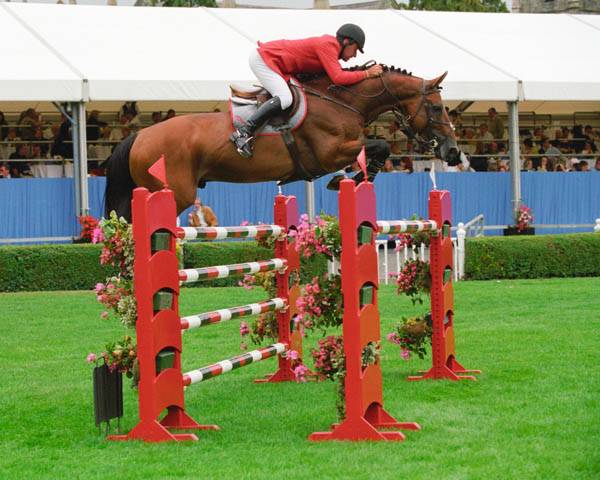 Mare AES Anglo European Studbook For sale 2013 Bay