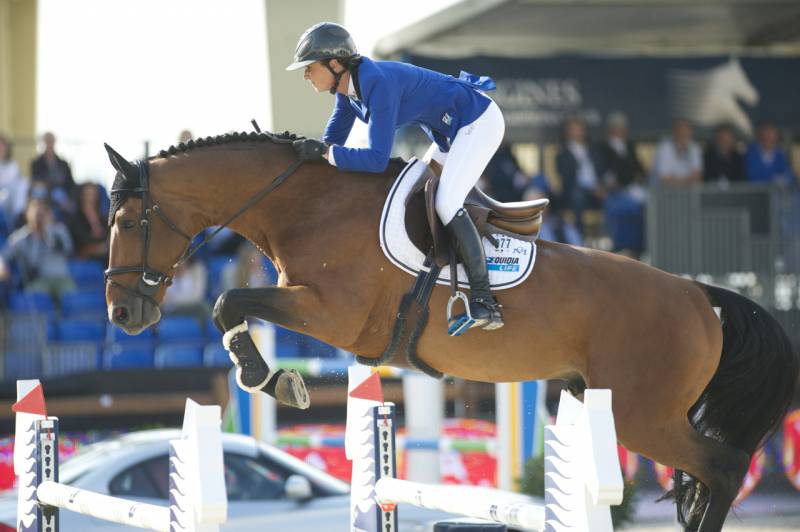 Mare AES Anglo European Studbook For sale 2013 Bay