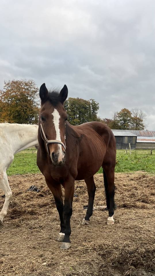 Mare AES Anglo European Studbook For sale 2013 Bay