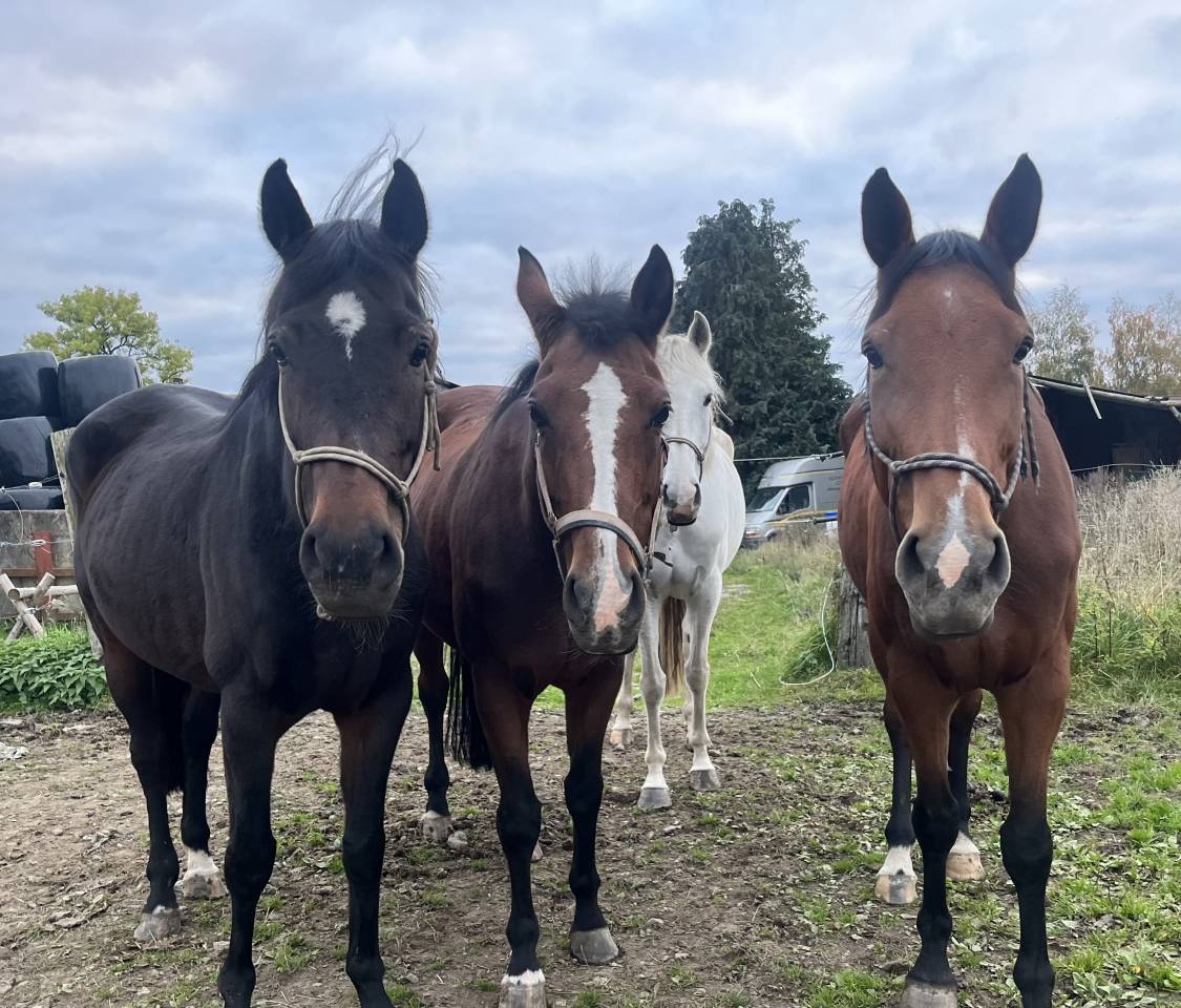 Mare AES Anglo European Studbook For sale 2013 Bay