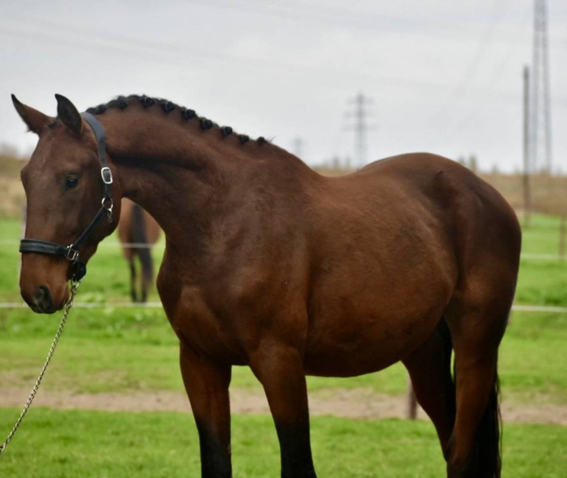Stallion BWP Belgian Warmblood For sale 2022 Bay