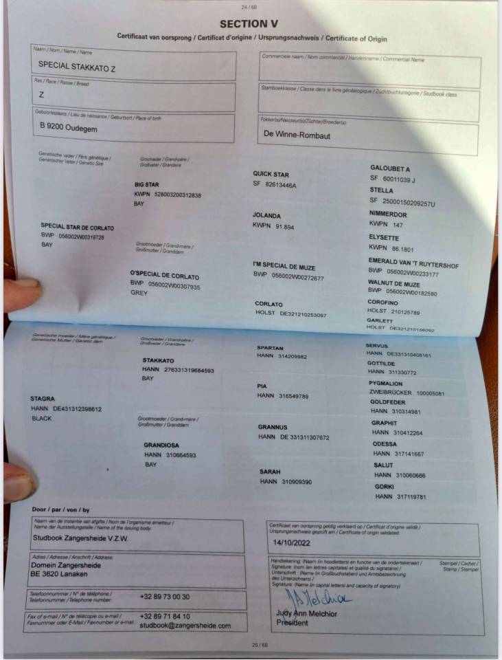 Stallion BWP Belgian Warmblood For sale 2022 Bay