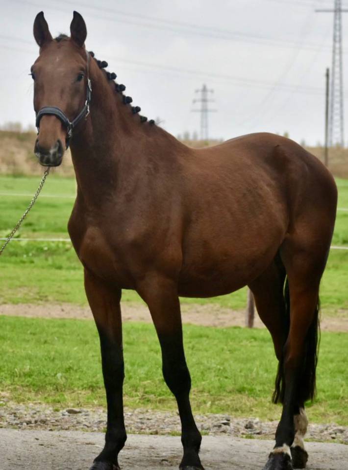 Stallion BWP Belgian Warmblood For sale 2022 Bay