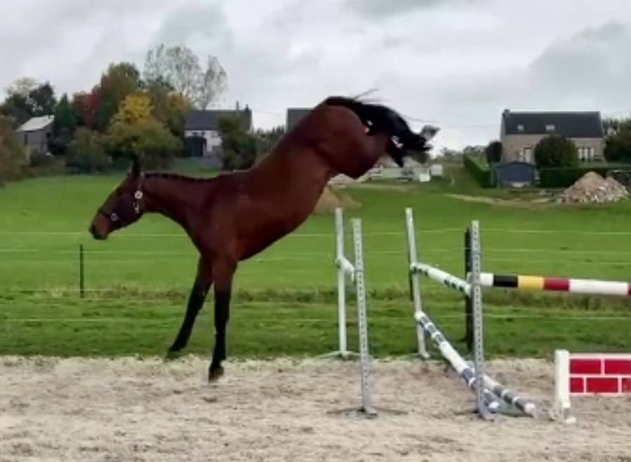 Stallion BWP Belgian Warmblood For sale 2022 Bay