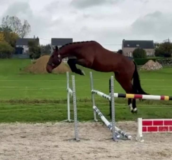 Stallion BWP Belgian Warmblood For sale 2022 Bay