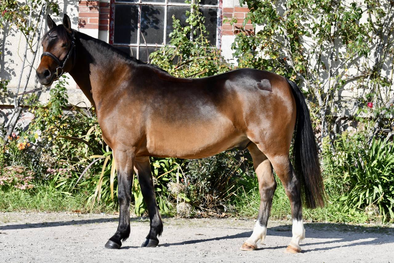 Gelding French Saddle Pony For sale 2021 Bay