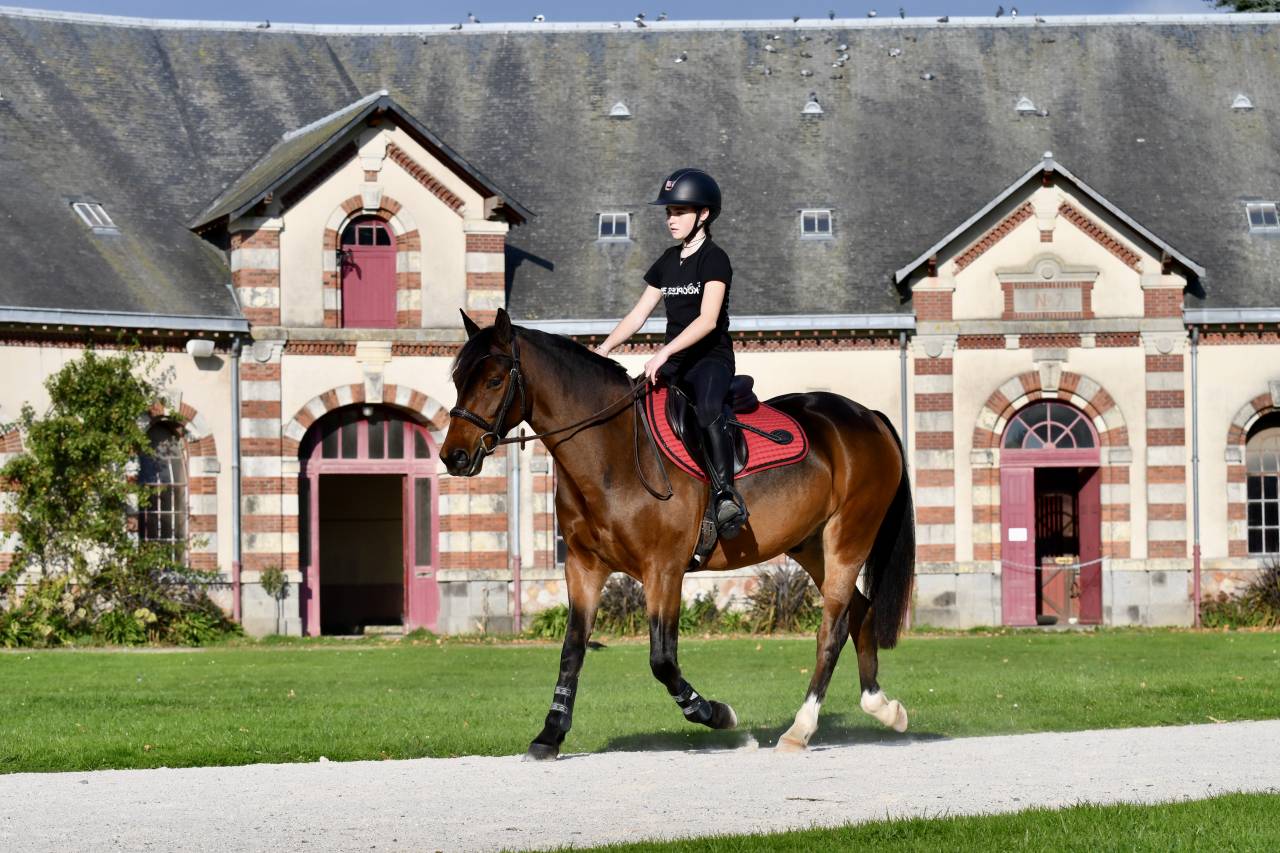 Gelding French Saddle Pony For sale 2021 Bay