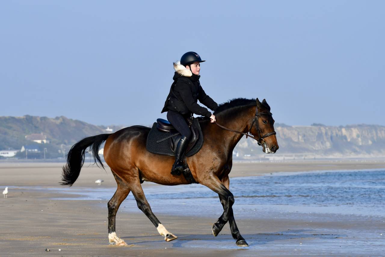 Gelding French Saddle Pony For sale 2021 Bay