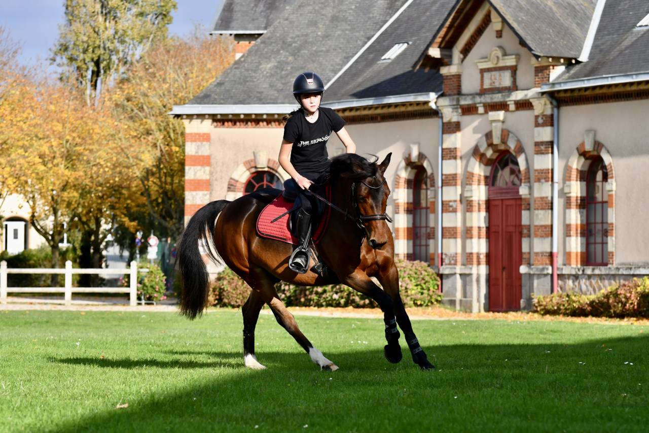 Gelding French Saddle Pony For sale 2021 Bay