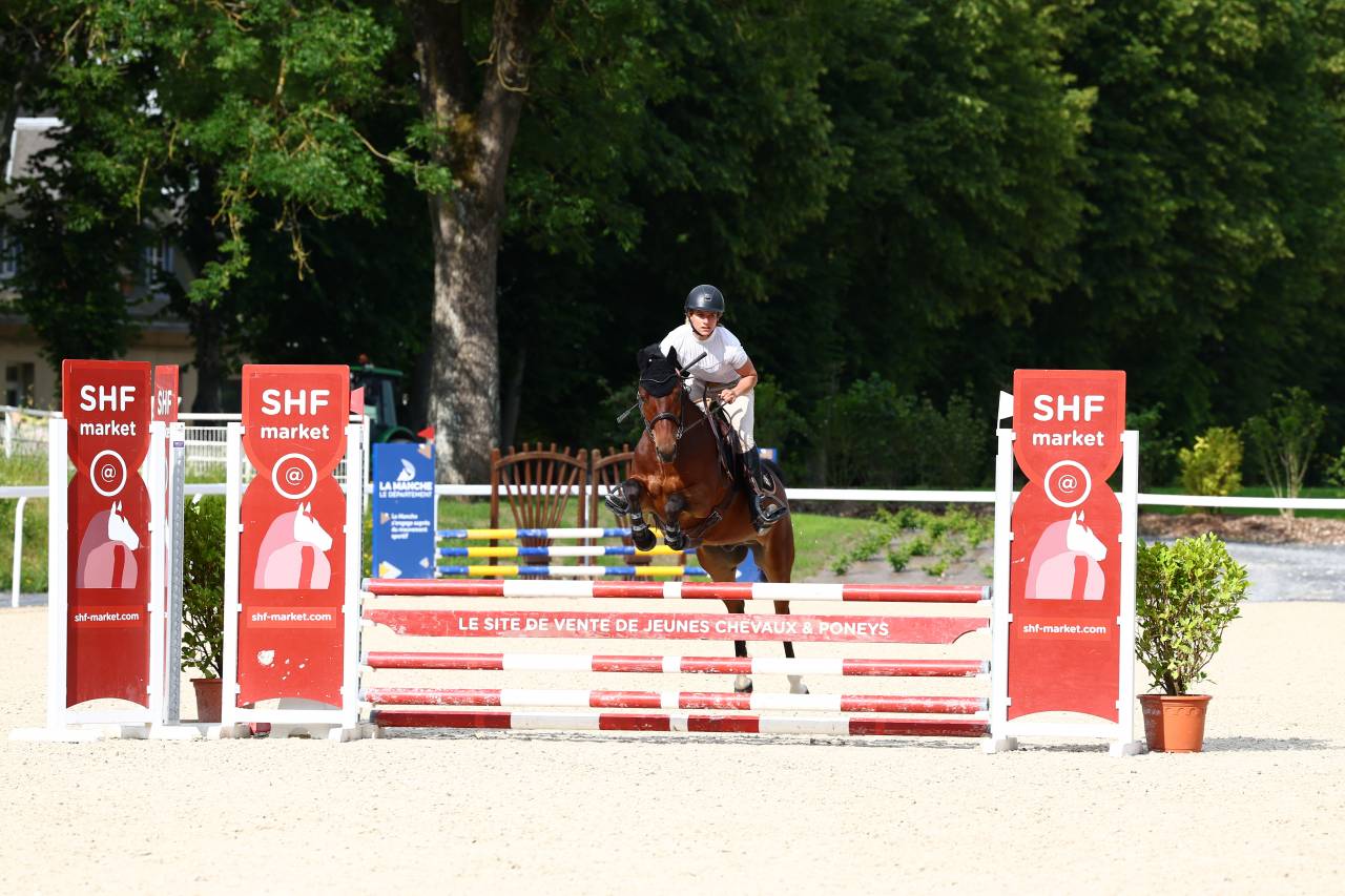 Gelding French Saddle Pony For sale 2021 Bay