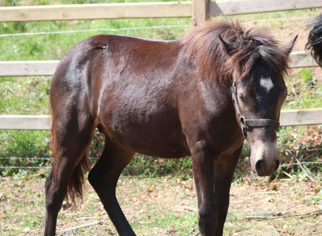 Colt Connemara For sale 2025 Buckskin