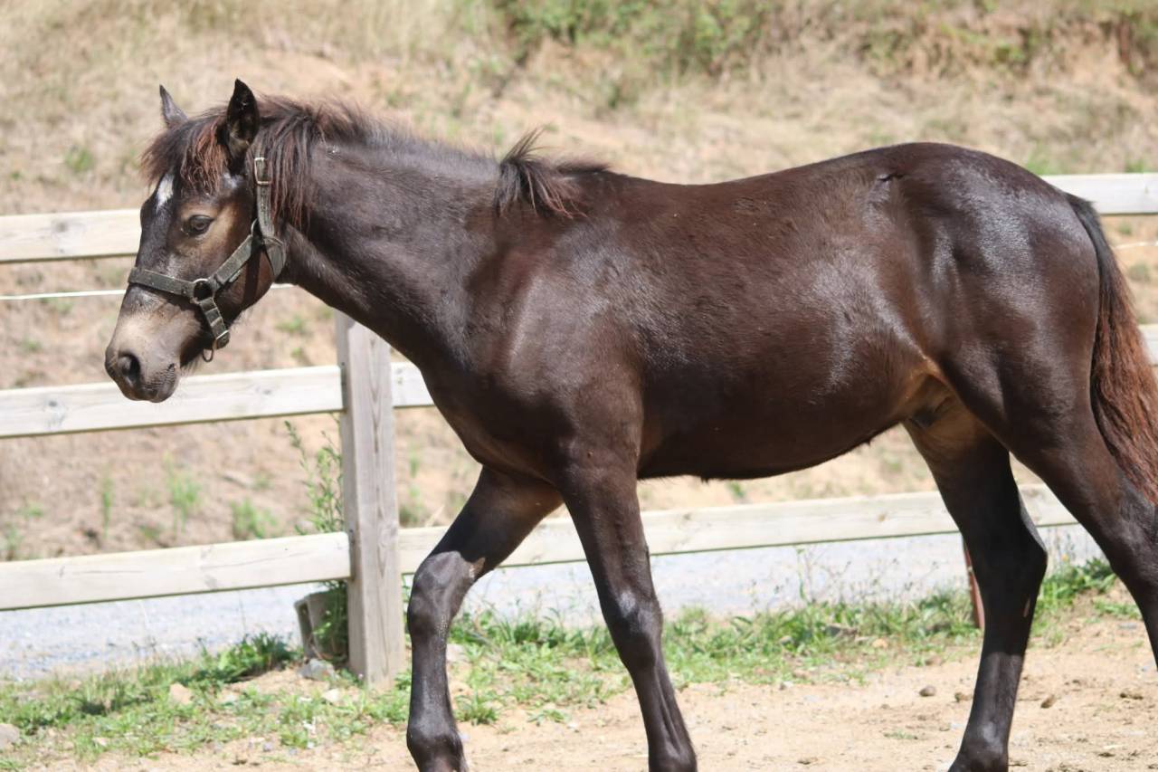 Colt Connemara For sale 2025 Buckskin