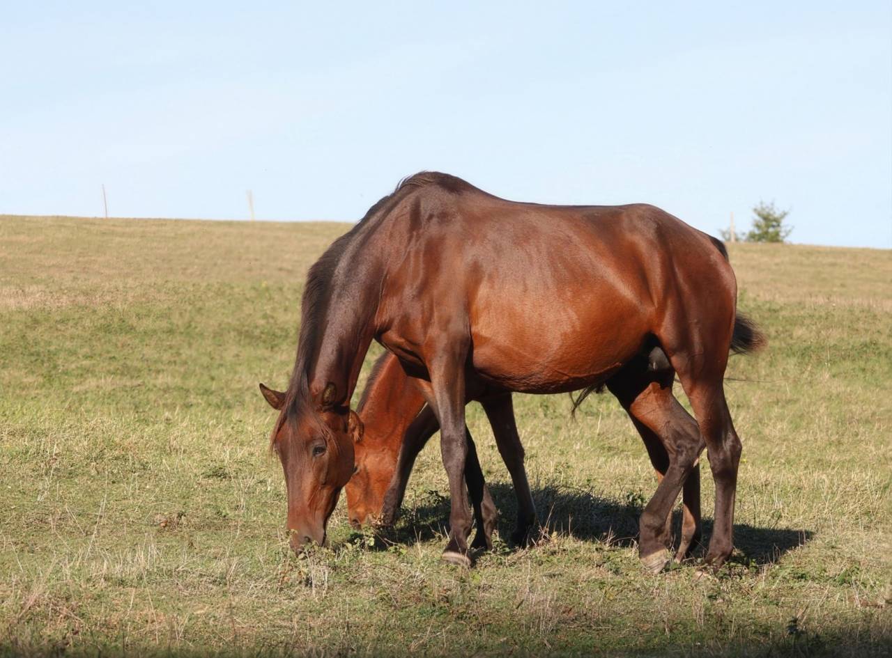 Broodmare PRE Pure Spanish Bred For sale 2012 Dark Bay