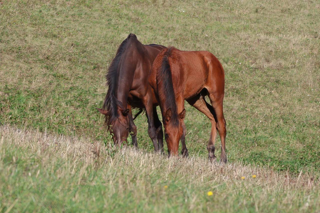 Broodmare PRE Pure Spanish Bred For sale 2012 Dark Bay