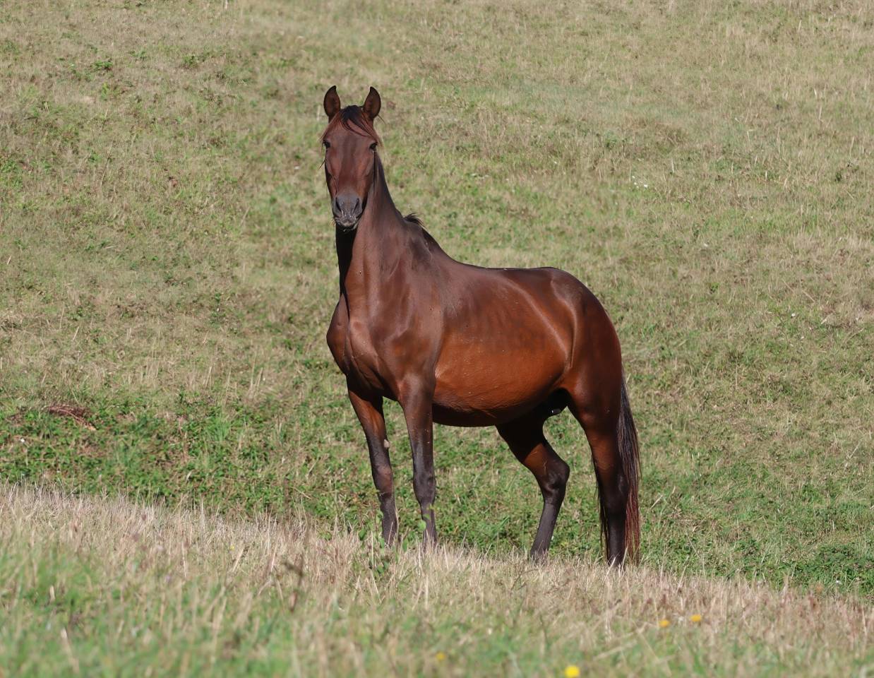 Broodmare PRE Pure Spanish Bred For sale 2012 Dark Bay