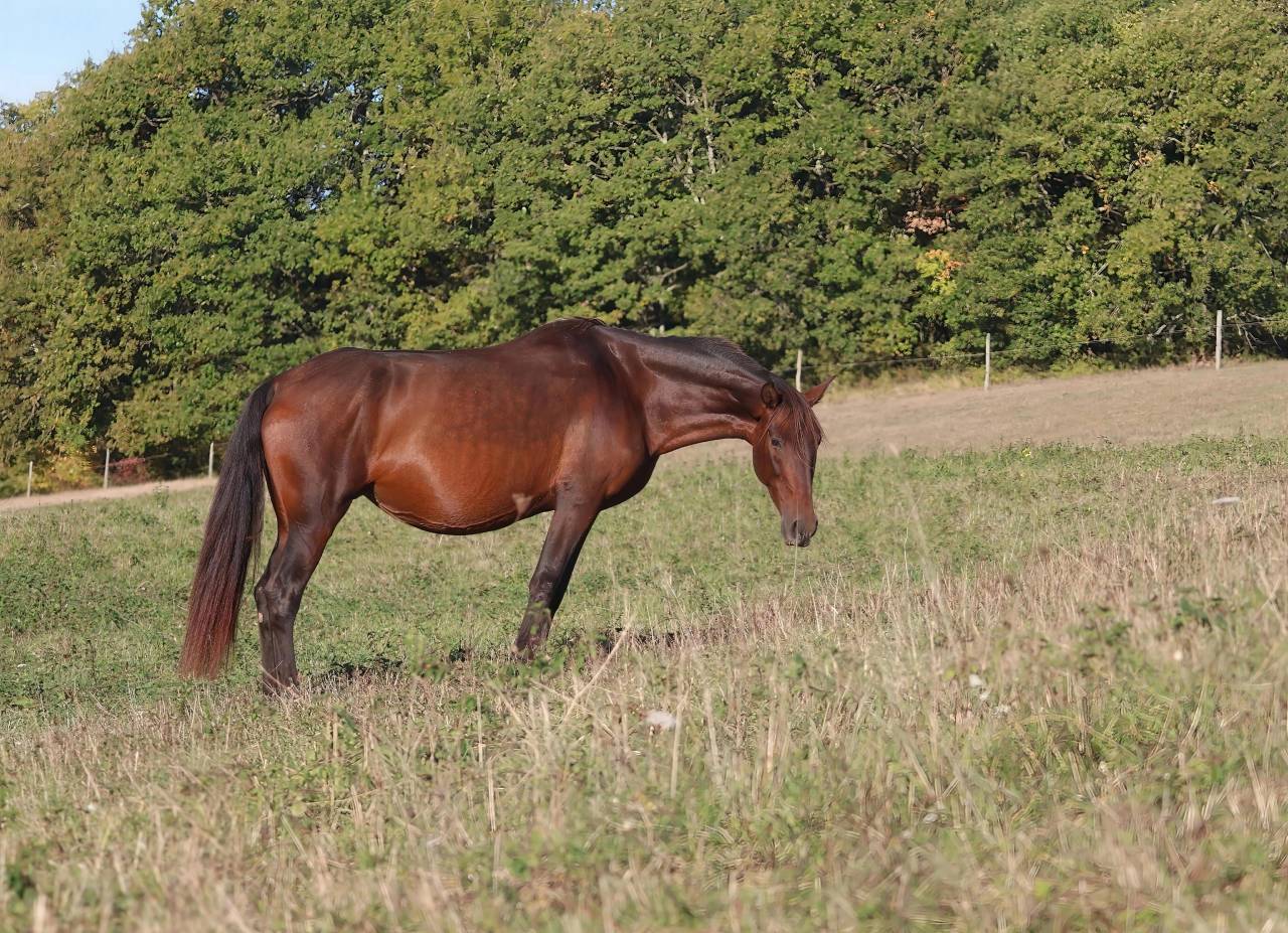 Broodmare PRE Pure Spanish Bred For sale 2012 Dark Bay