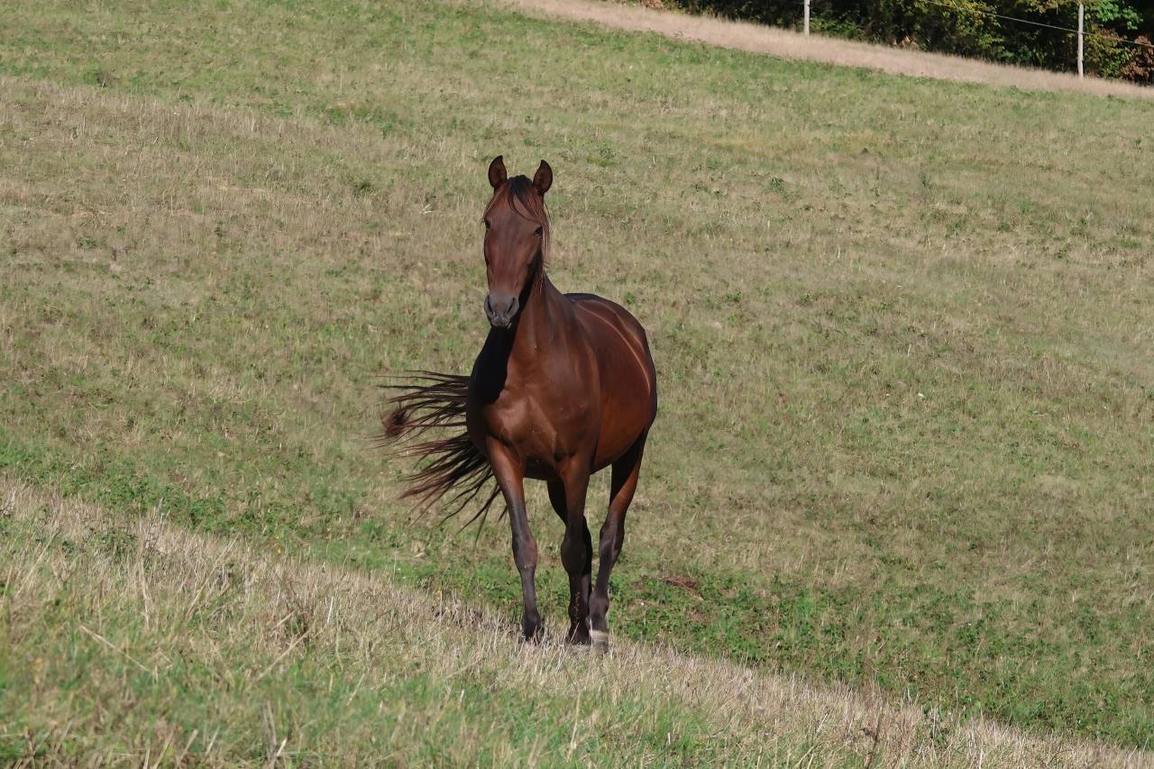 Broodmare PRE Pure Spanish Bred For sale 2012 Dark Bay