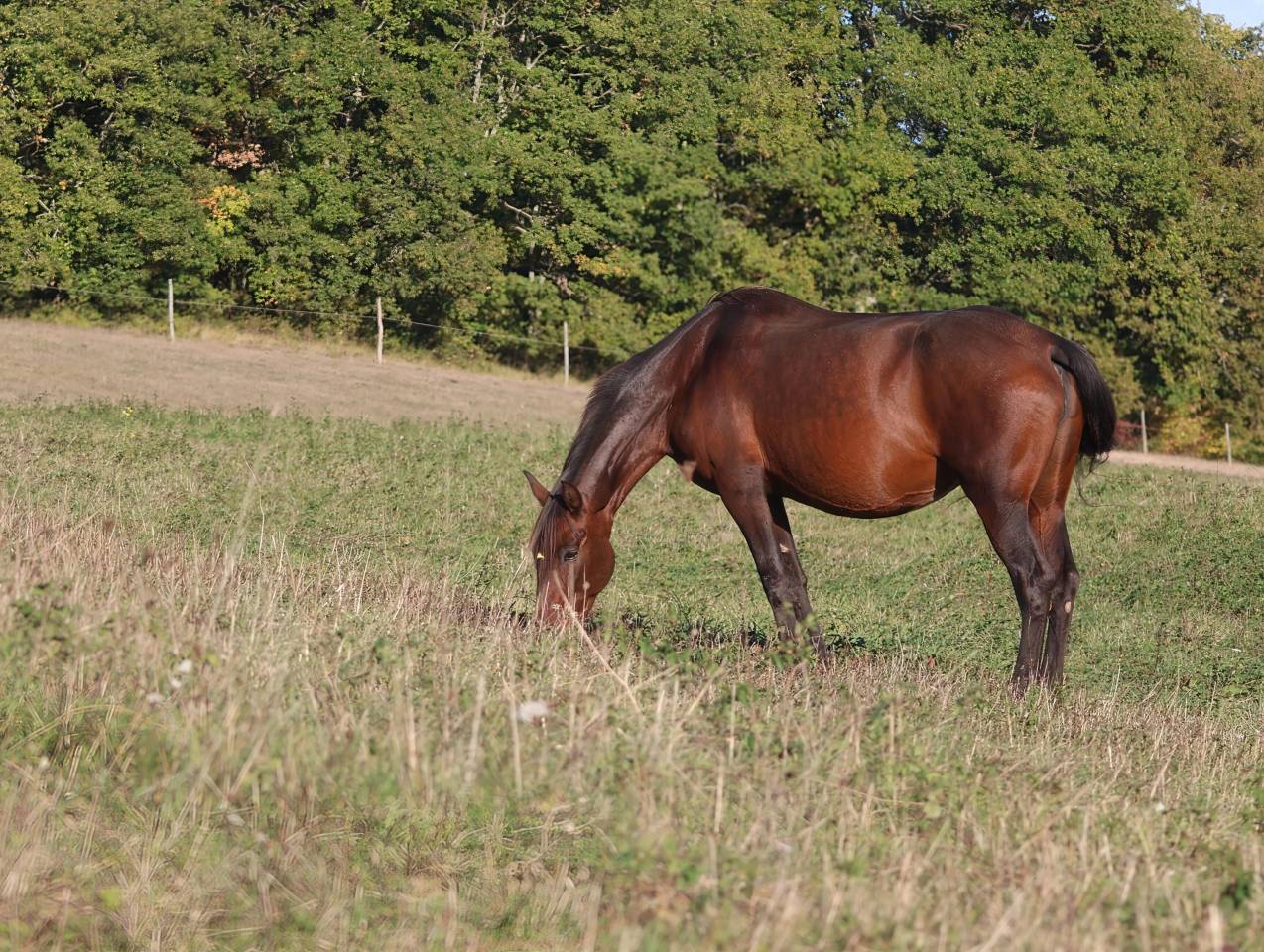Broodmare PRE Pure Spanish Bred For sale 2012 Dark Bay