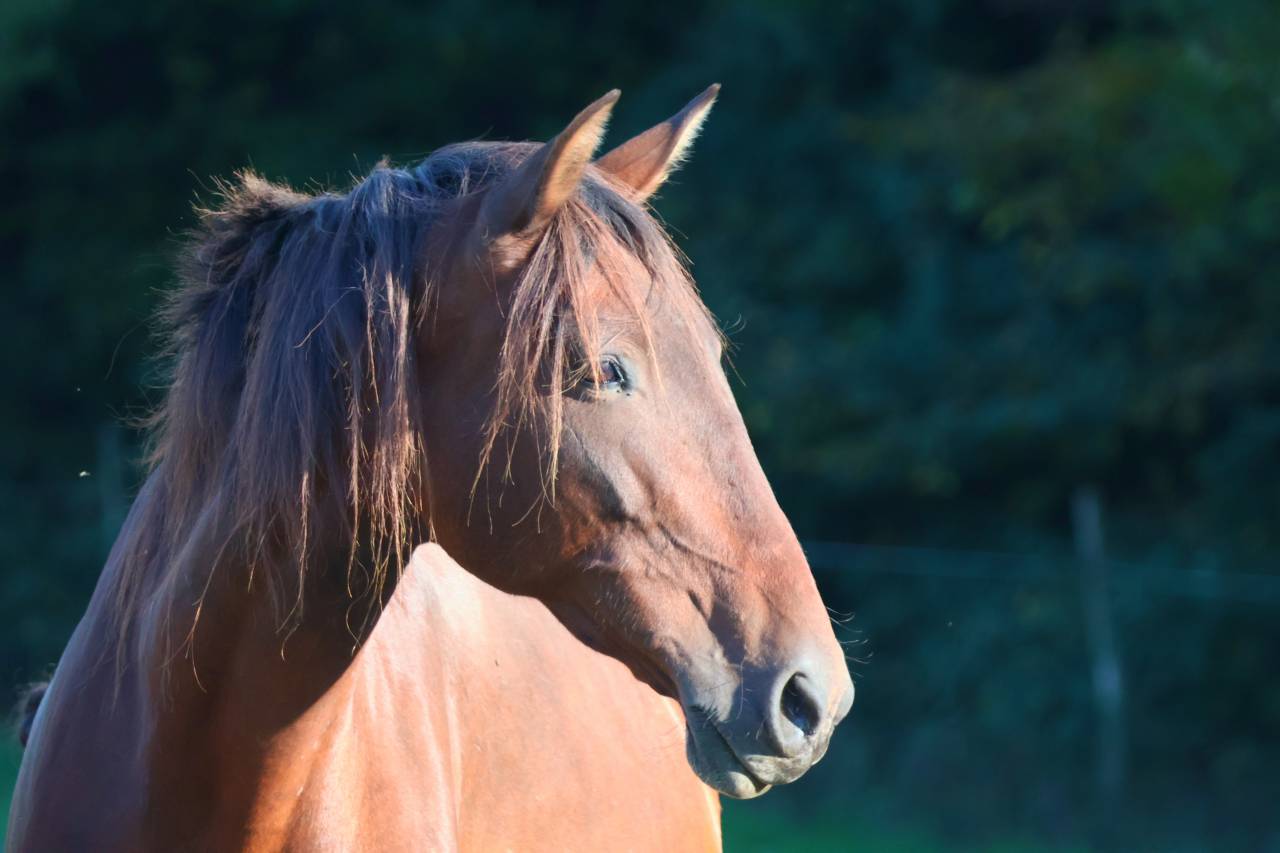 Broodmare PRE Pure Spanish Bred For sale 2012 Dark Bay