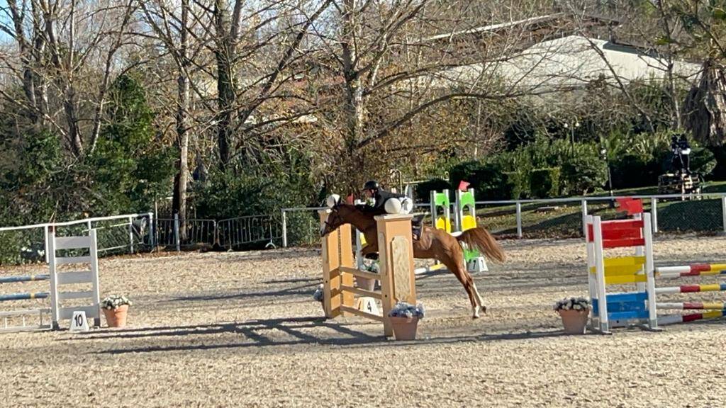 Mare Other Pony Breed For sale 2015 Chesnut