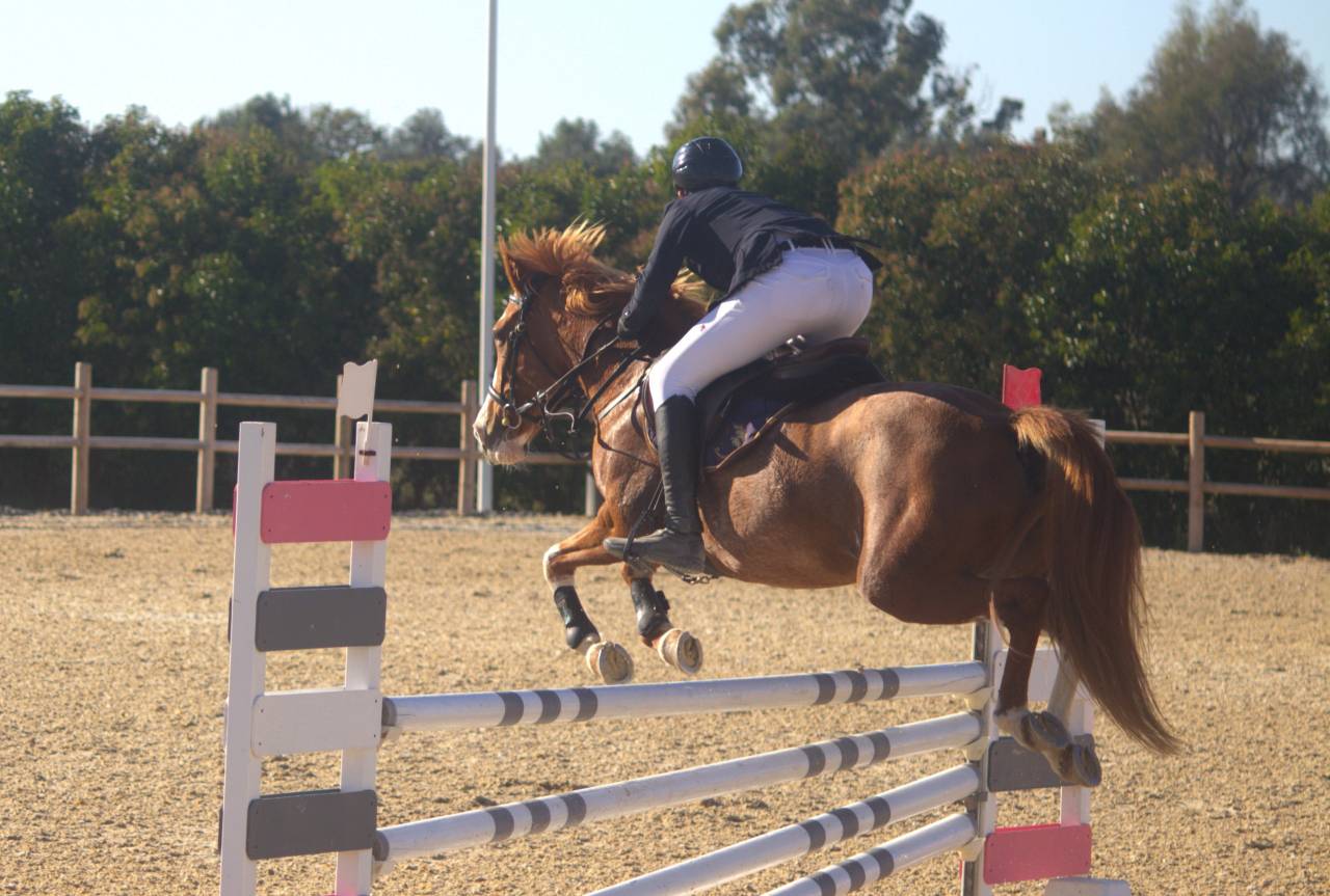 Mare Other Pony Breed For sale 2015 Chesnut