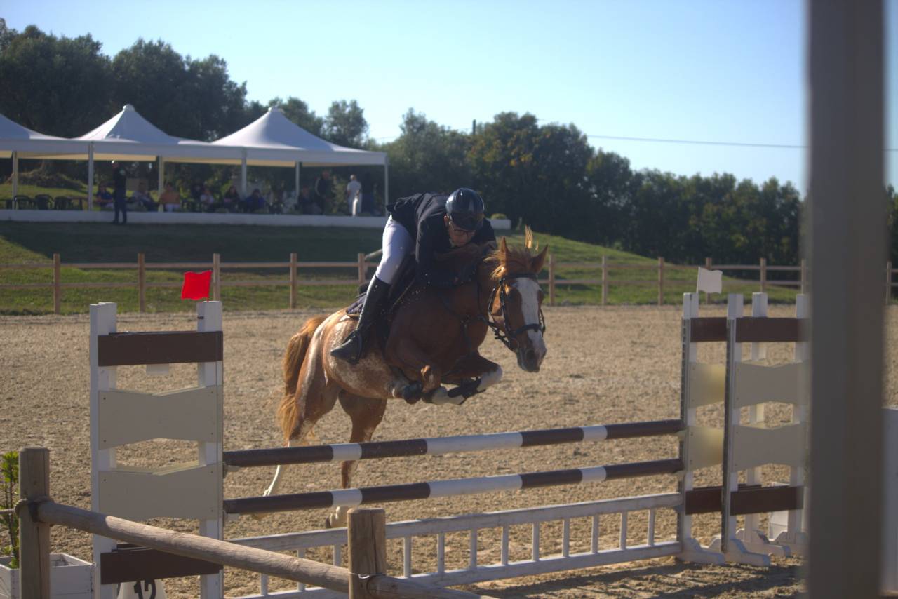 Mare Other Pony Breed For sale 2015 Chesnut
