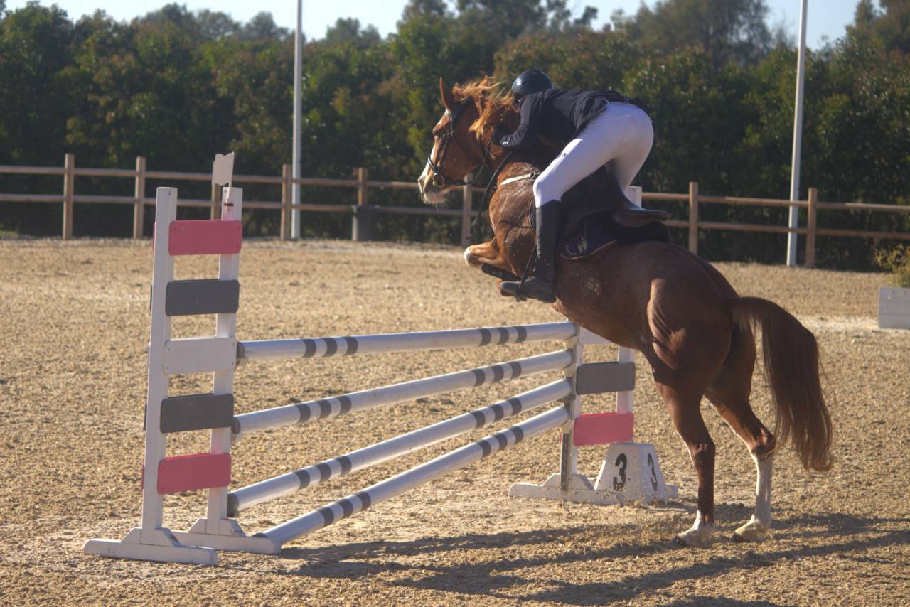 Mare Other Pony Breed For sale 2015 Chesnut