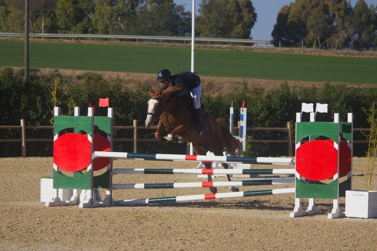 Mare Other Pony Breed For sale 2015 Chesnut