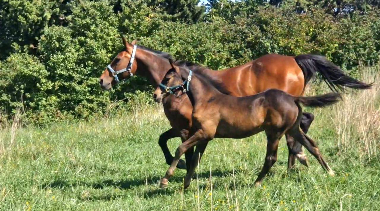 Filly Selle Français For sale 2025 Dark Bay