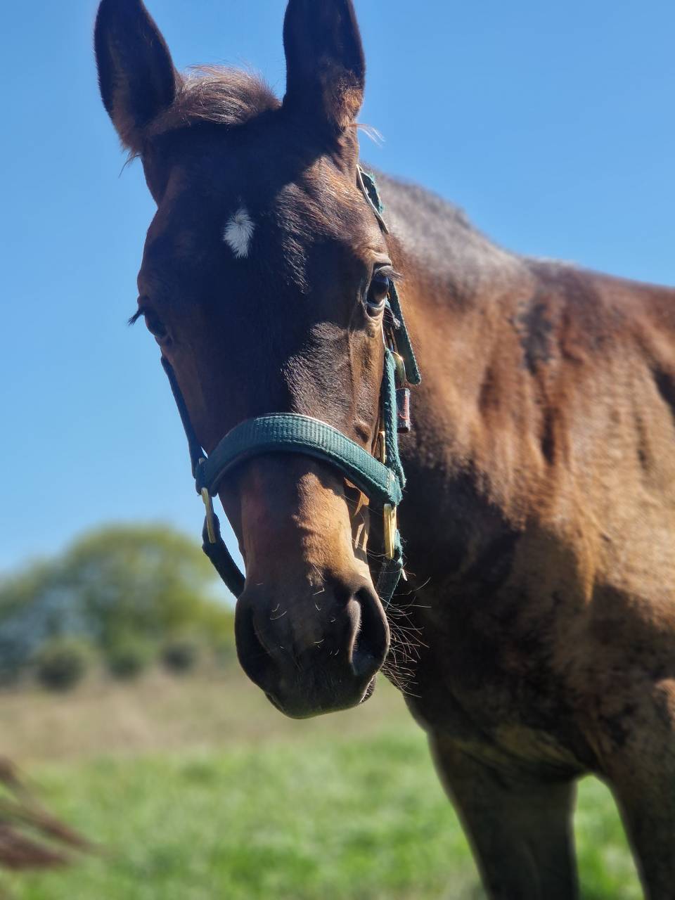 Filly Selle Français For sale 2025 Dark Bay