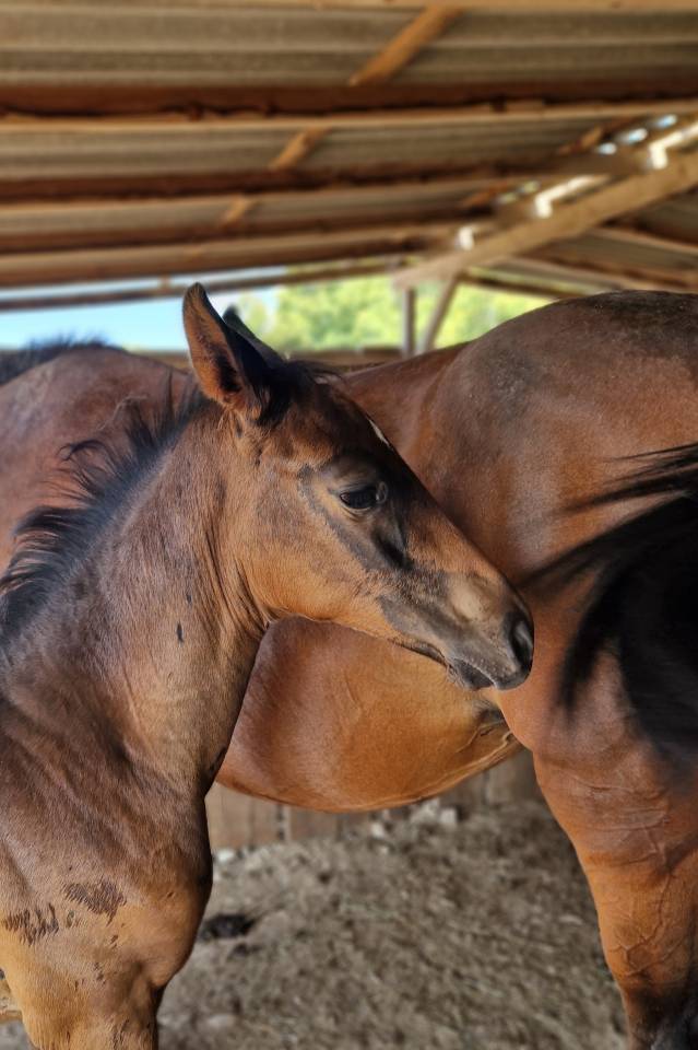 Filly Selle Français For sale 2025 Dark Bay