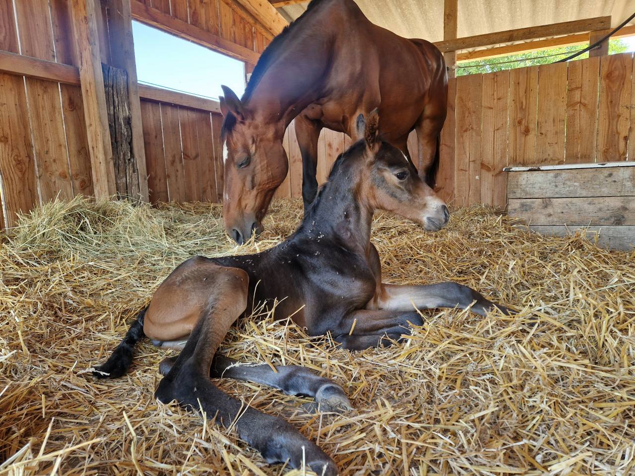 Filly Selle Français For sale 2025 Dark Bay