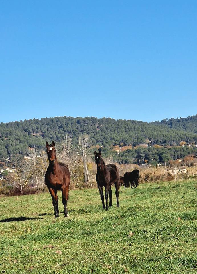 Filly Selle Fran&ccedil;ais For sale 2025 Dark Bay