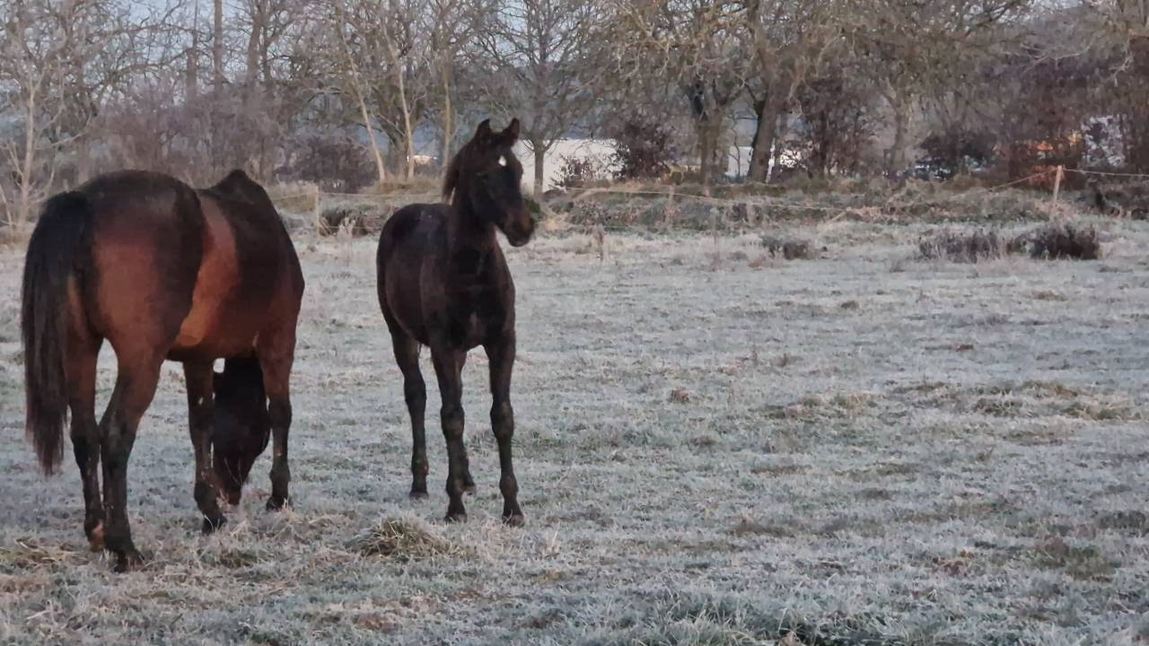 Filly Selle Fran&ccedil;ais For sale 2025 Dark Bay