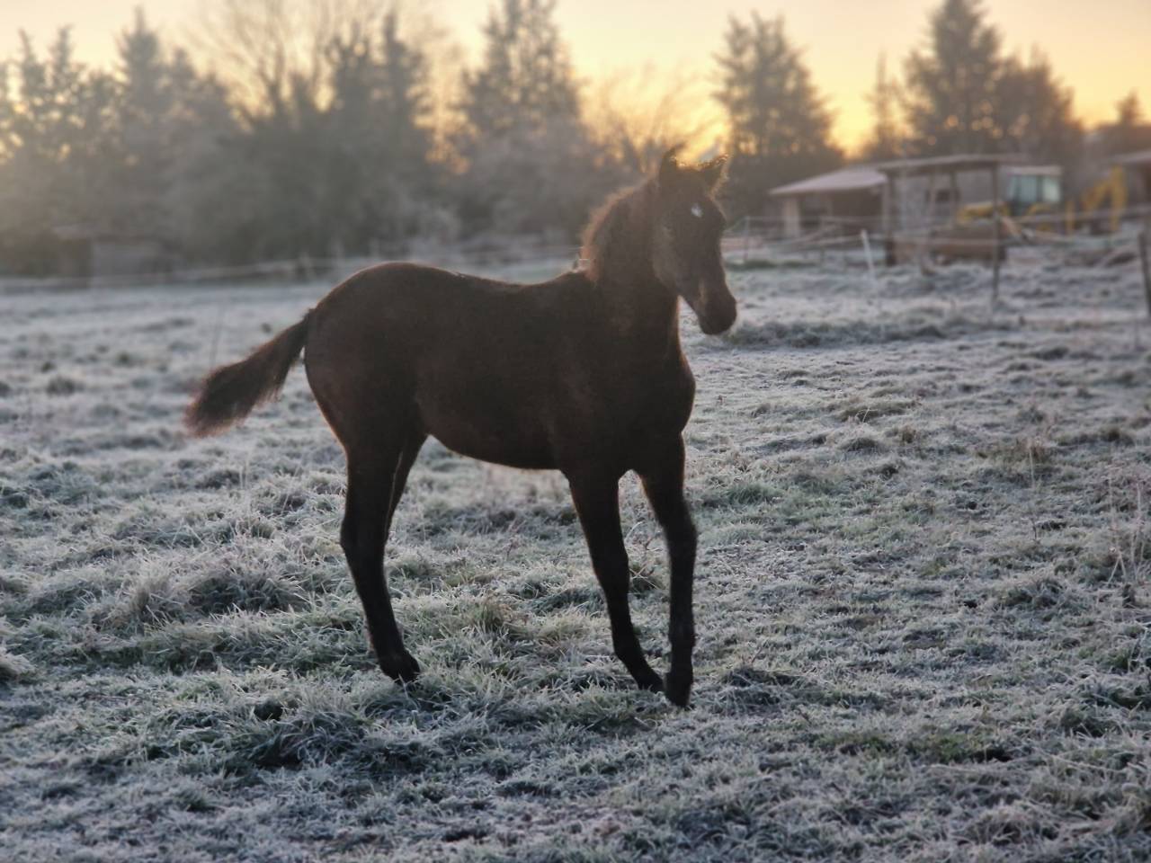 Filly Selle Fran&ccedil;ais For sale 2025 Dark Bay