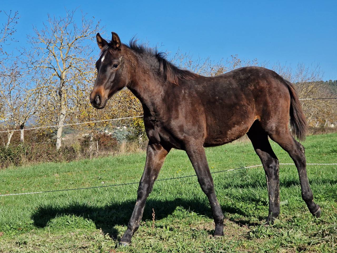 Filly Selle Fran&ccedil;ais For sale 2025 Dark Bay