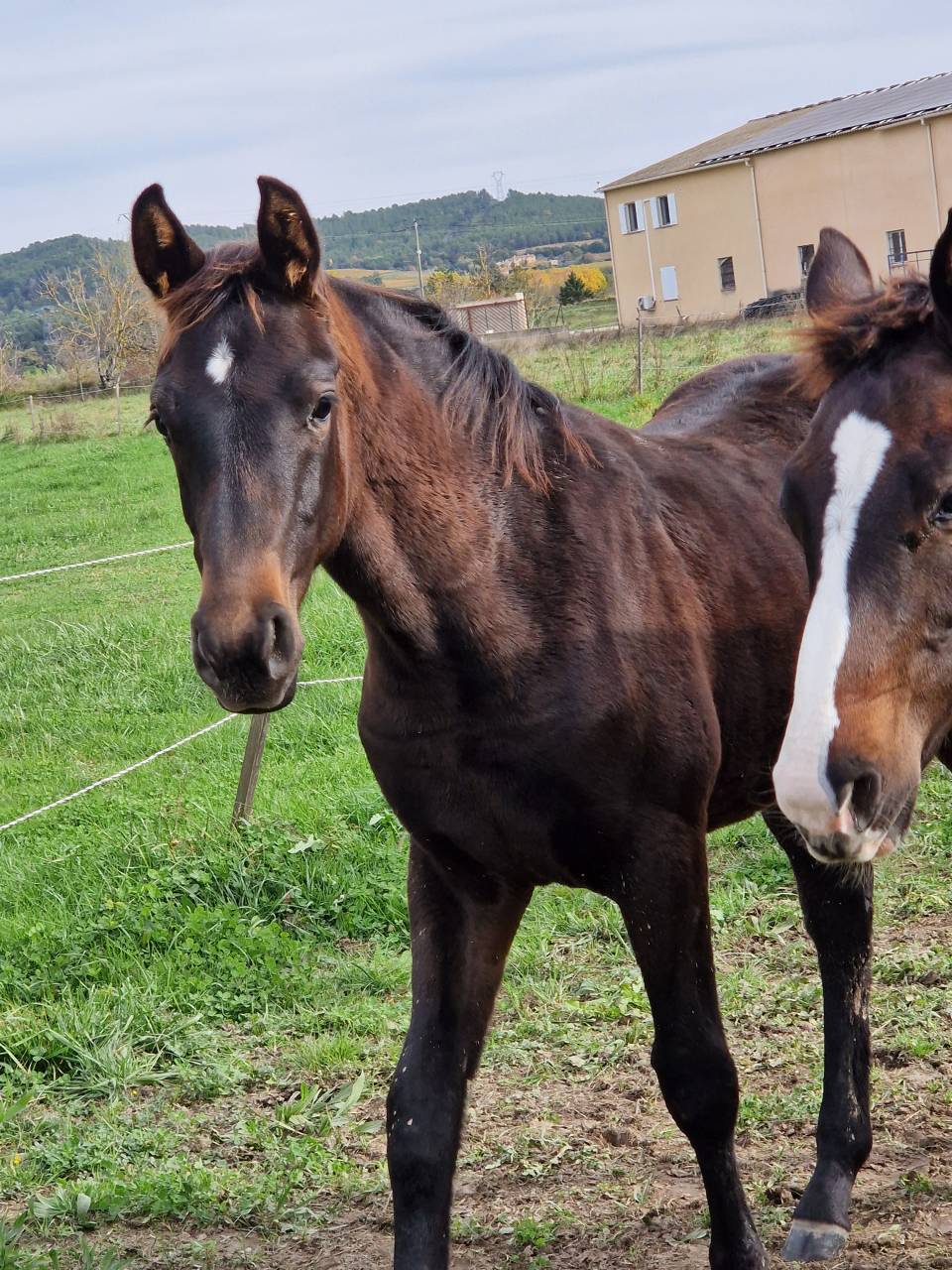 Filly Selle Fran&ccedil;ais For sale 2025 Dark Bay