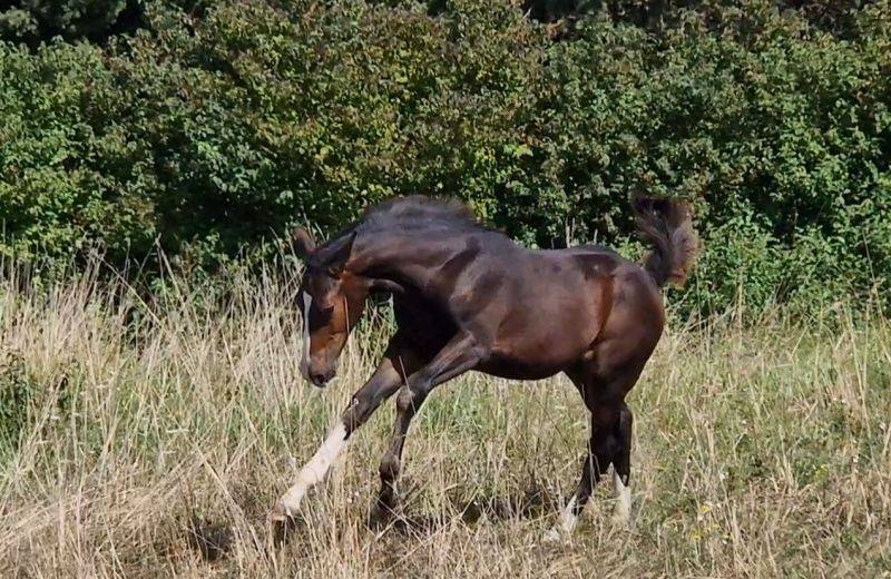 Filly Selle Français For sale 2025 Dark Bay