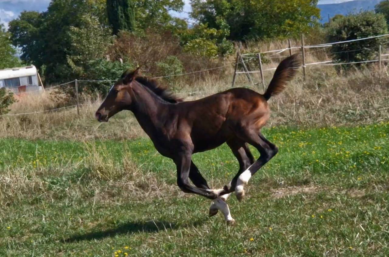 Filly Selle Français For sale 2025 Dark Bay